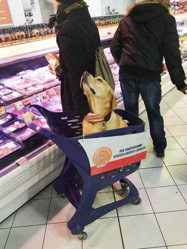 Kolica za kućne ljubimce u trgovinama u Italiji