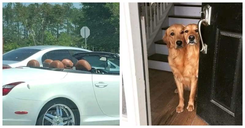 13 zanimljivih scena, fotkanih u pravom trenutku, u koje ćete se morati zagledati dvaput