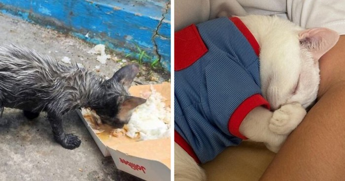 15 nevjerojatnih transformacija spašenih mačaka koje će vam uljepšati dan