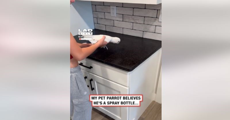 Papiga s krizom identiteta misli da je sprej za čišćenje, viralna snimka ruši rekorde gledanosti