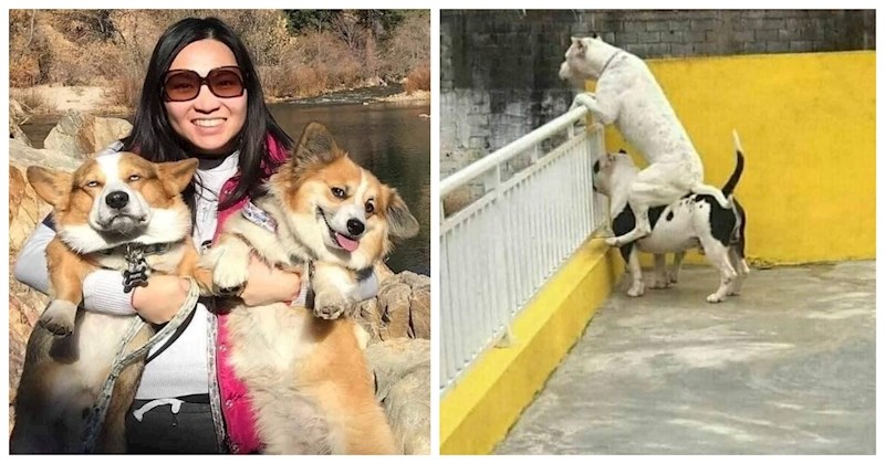 14 presmiješnih fotki pasa koje će vam u trenutku razvedriti ne samo dan, već cijeli tjedan!