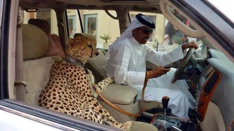 Povedi ljubimca na posao dan