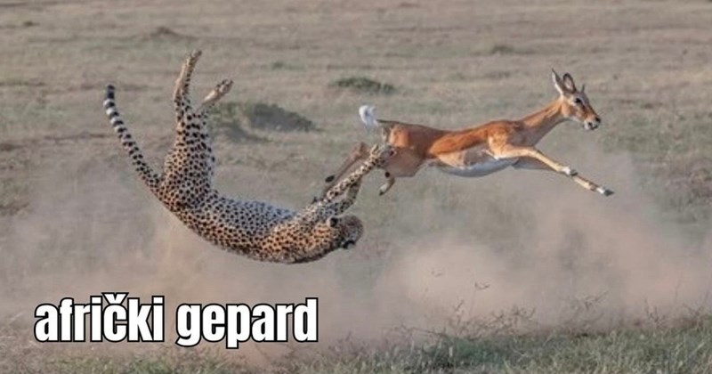 Urnebesna fora prikazuje afričkog geparda i njegovu bosansku verziju, nasmijala je čitavu regiju