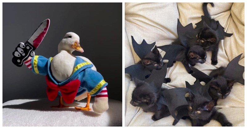 Ljudi su odjenuli ljubimce u urnebesne kostime za Halloween, izabrali smo 20 najjačih