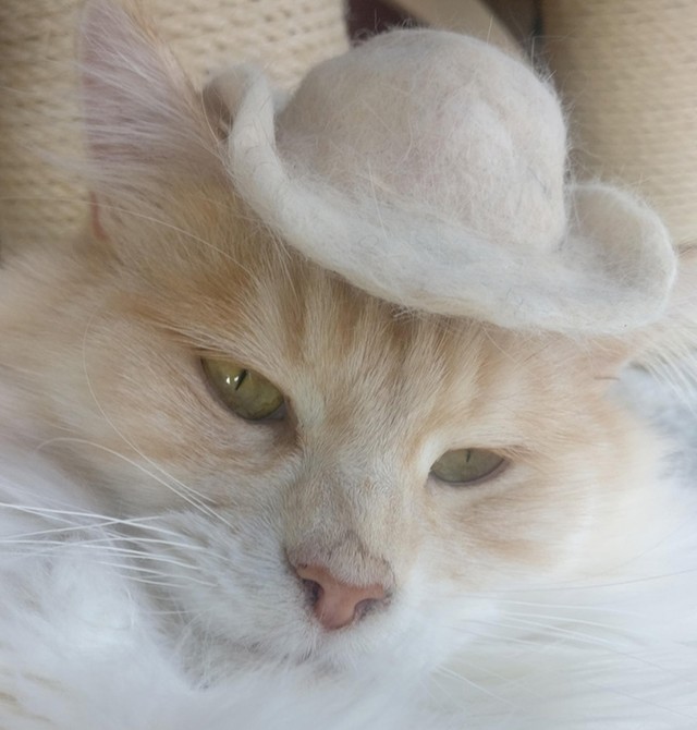 4. Howdy!