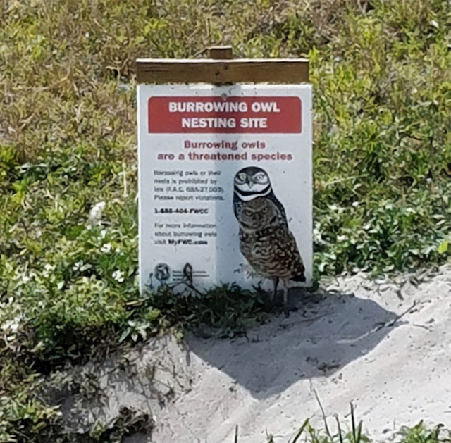 Genijalna sova!