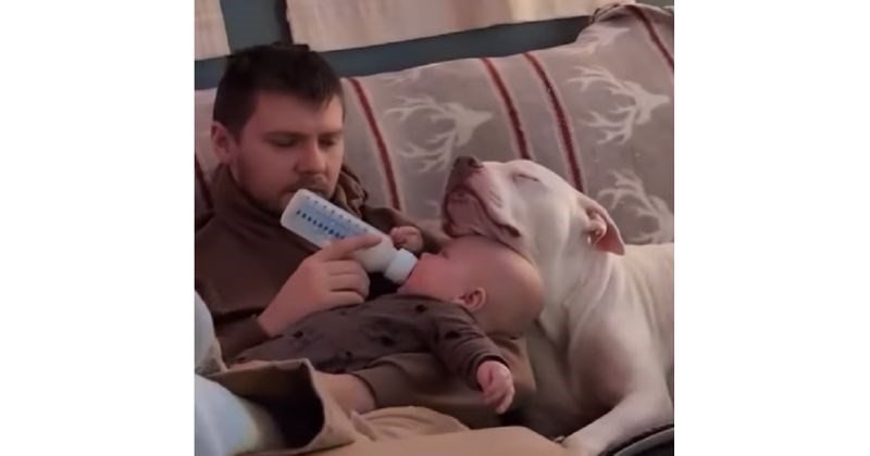 Snimka ljubavi između čovjekovog najboljeg prijatelja i bebača najslađe je što ćete danas vidjeti!