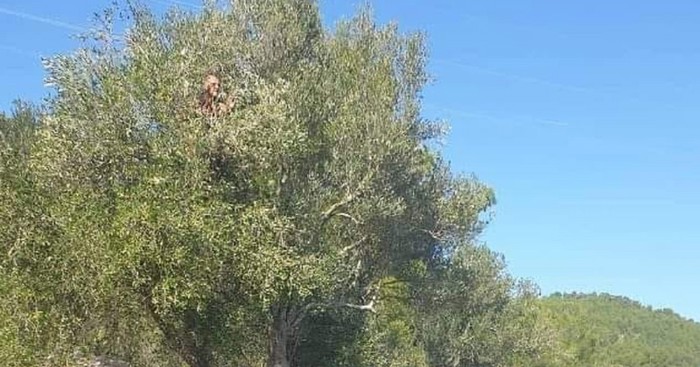 Prizor sa ceste u Dalmaciji nasmijao je Fejs, morate vidjeti što je stvorilo kolonu