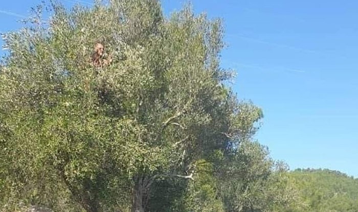 Prizor sa ceste u Dalmaciji nasmijao je Fejs, morate vidjeti što je stvorilo kolonu
