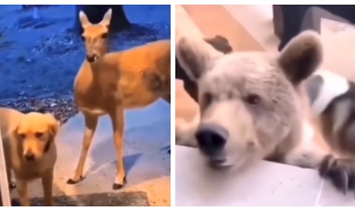 Ovi legendarni psi iz šetnje su se vratili s neobičnim novim prijateljima i šokirali vlasnike