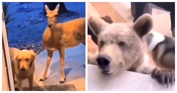 Ovi legendarni psi iz šetnje su se vratili s neobičnim novim prijateljima i šokirali vlasnike