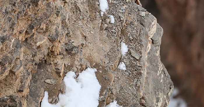 Fotka koja je izludila Internet i postala viralna: Možete li pronaći snježnog leoparda na njoj?