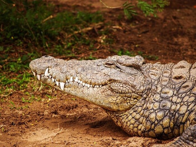 Sviranje snizilice "b" na tubi može izazvati uzbuđenje kod aligatora