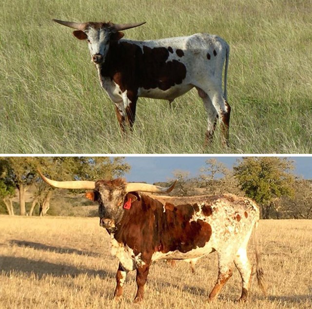 Dok sam pregledavao svoje fotografije, shvatio sam da sam nesvjesno slikao dvije slike istog bika, u razmaku od 5 godina, na ranču koji posjećujem u Teksasu