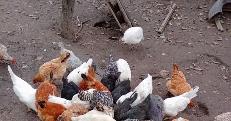 Oglas u kojem netko prodaje perad obišao je regiju, morate vidjeti razlog prodaje