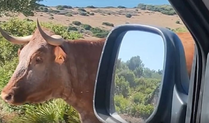 Tip je pitao kravu za smjer, njezin "odgovor" oduševio je milijune! Urnebesan video obišao je svijet