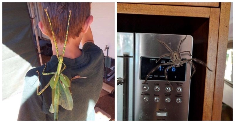 20+ fotki koje dokazuju da je Australija zemlja samo za ludo hrabre ili totalno lude ljude