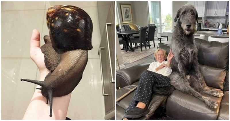 18 divovskih životinja za koje ćete pomisliti da nisu stvarne, ali stvarno postoje!