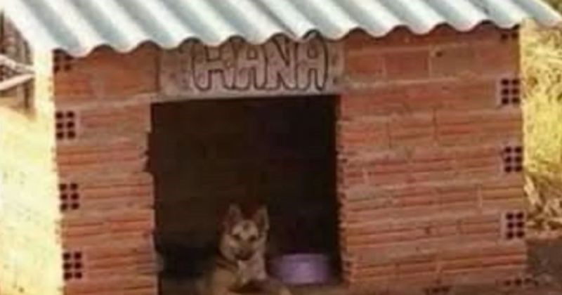 Kujica Hana hit je na IG-u zbog kućice koju joj je sagradio vlasnik, ovo nemaju ni neki ljudi