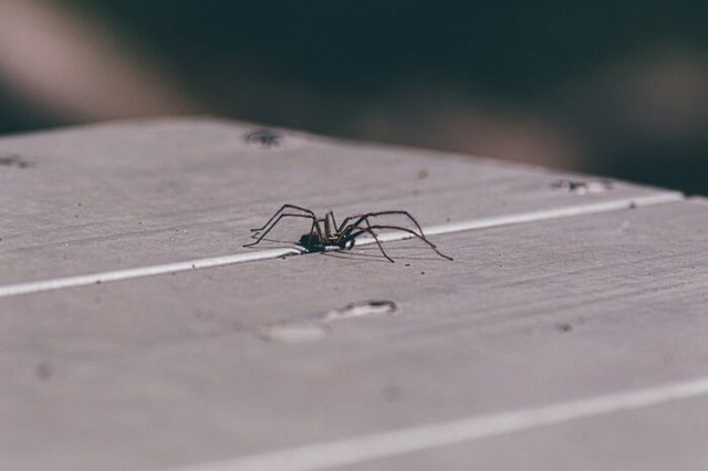 Paukove noge kreću se na principu hidraulike. Za pomicanje udova koriste hemolimfu (uglavnom krv) zbog čega im se noge savijaju kad umru.
