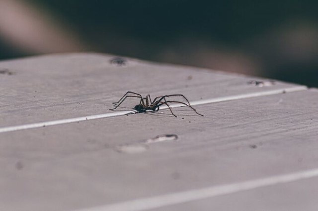 Paukove noge kreću se na principu hidraulike. Za pomicanje udova koriste hemolimfu (uglavnom krv) zbog čega im se noge savijaju kad umru.