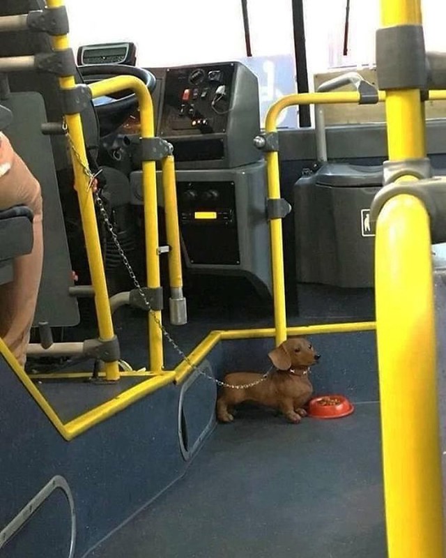 Vozačev najbolji prijatelj