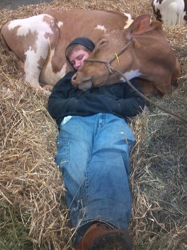 Naša krava Bertha nije se osjećala dobro pa je sinoć moj sin izašao van provesti vrijeme s njom. Jutros sam se probudio i pronašao ovo