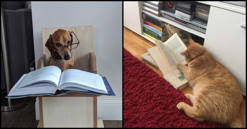 Profesor je zadao učenicima da fotkaju kako im ljubimci pomažu u učenju, evo pobjednika!