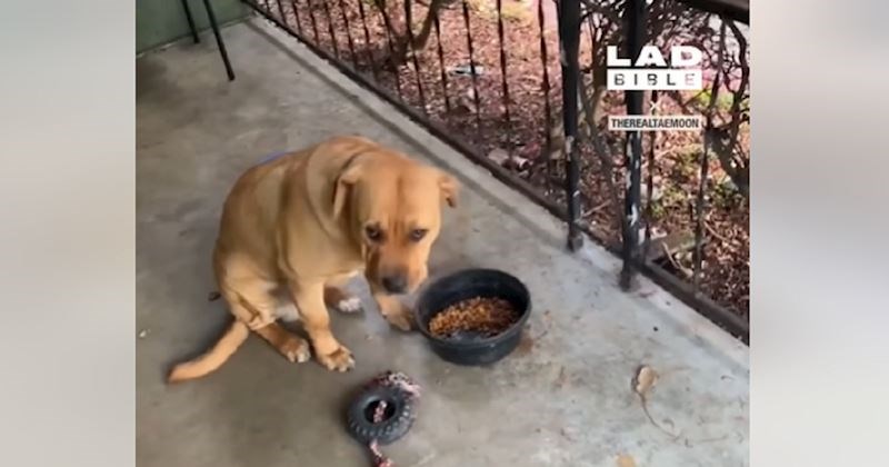 Pas je sam prošetao susjedstvom i vlasniku donio neočekivan dar. Urnebesan je i bizaran istovremeno!