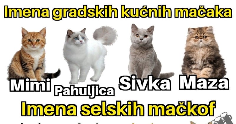 Razlika između gradskih kućnih mački i seoskih zvjerki nasmijala je Fejs, ovo je totalna istina