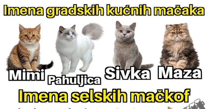 Razlika između gradskih kućnih mački i seoskih zvjerki nasmijala je Fejs, ovo je totalna istina