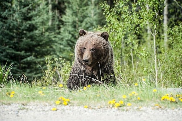 Ako vas napadne medvjed, neće vas nužno pokušati ubiti kao što bi to učinili drugi grabežljivci. Samo počinje jesti.