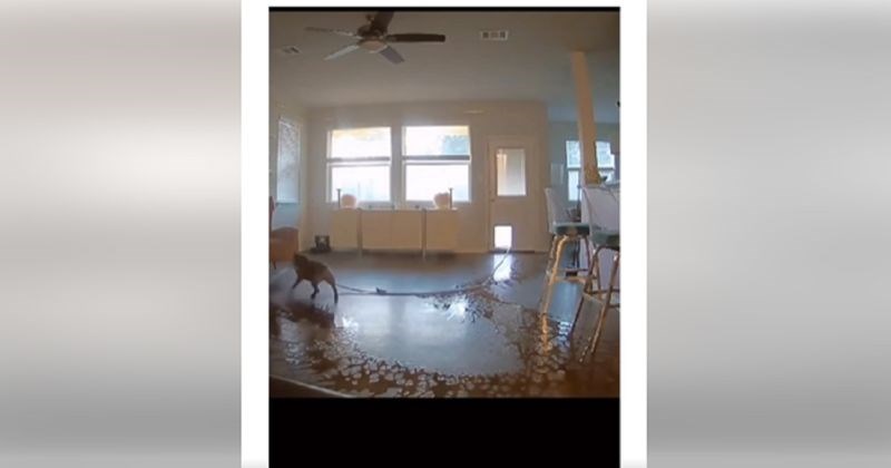 Ljudima je poplavilo cijelo prizemlje, nadzorna kamera otkrila je urnebesnog krivca. Video je hit!