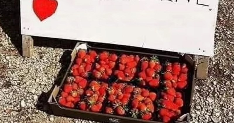 Prodavač jagoda postao je hit u regiji zbog natpisa kojim privlači kupce, urnebesan je!