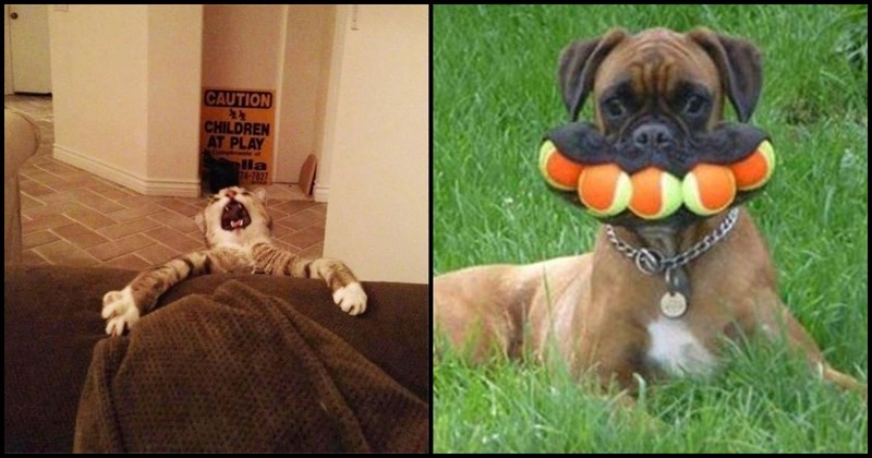 14 blesavih životinja koje će vam sasvim sigurno uljepšati ne dan, već cijeli tjedan