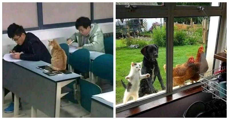 20+ ljubimaca uhvaćenih u prekomičnim trenutcima, ova galerija će vas opustiti bolje od Normabela