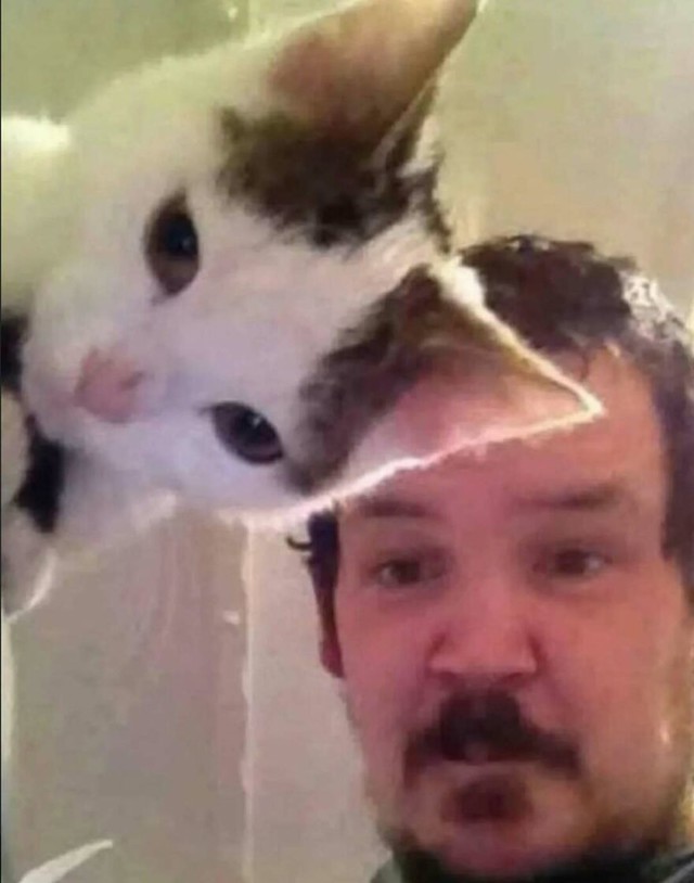 Mačja kapa
