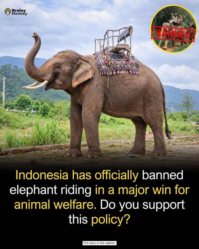 Kraj jahanja slonova u Indoneziji