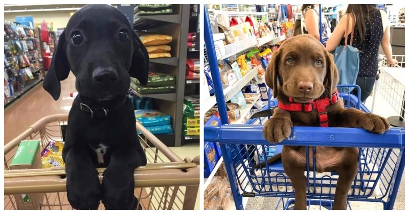 Fotke psića u shoppingu vjerojatno su nešto najslađe što ćete danas vidjeti, galerija je med medeni