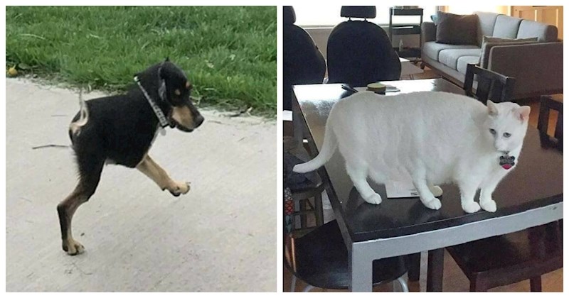 20 ljudi fotkalo je životinje u panoramskom modu i sve je krenulo po zlu, ali urnebesnom zlu