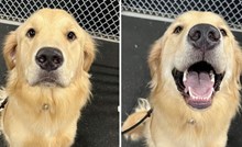 20 pasa prije i nakon što ih vlasnici pohvale da su "dobri dečki". Teško je izabrati najslađu fotku!