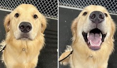 20 pasa prije i nakon što ih vlasnici pohvale da su "dobri dečki". Teško je izabrati najslađu fotku!