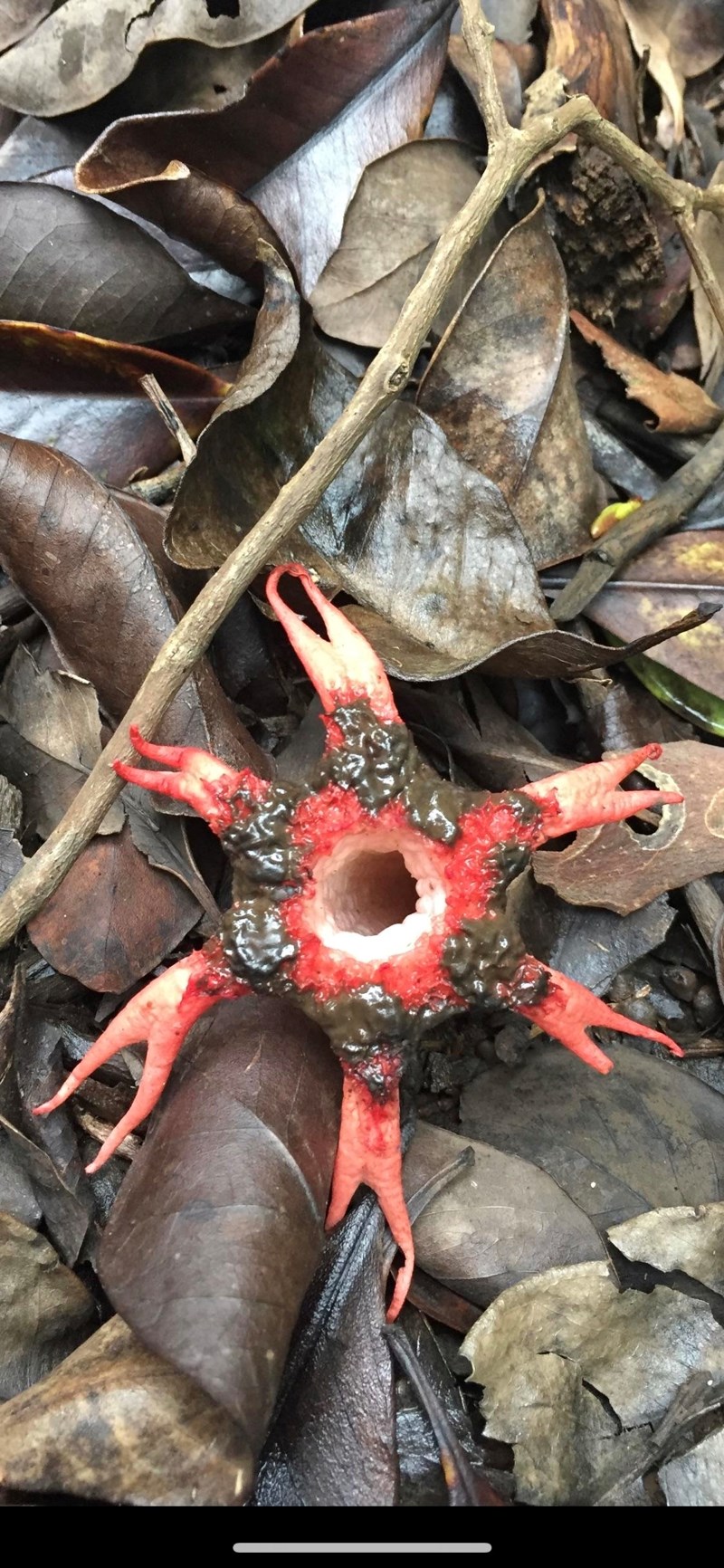 15. “Čudna gljiva koju su moji roditelji pronašli tijekom odmora na Havajima.”