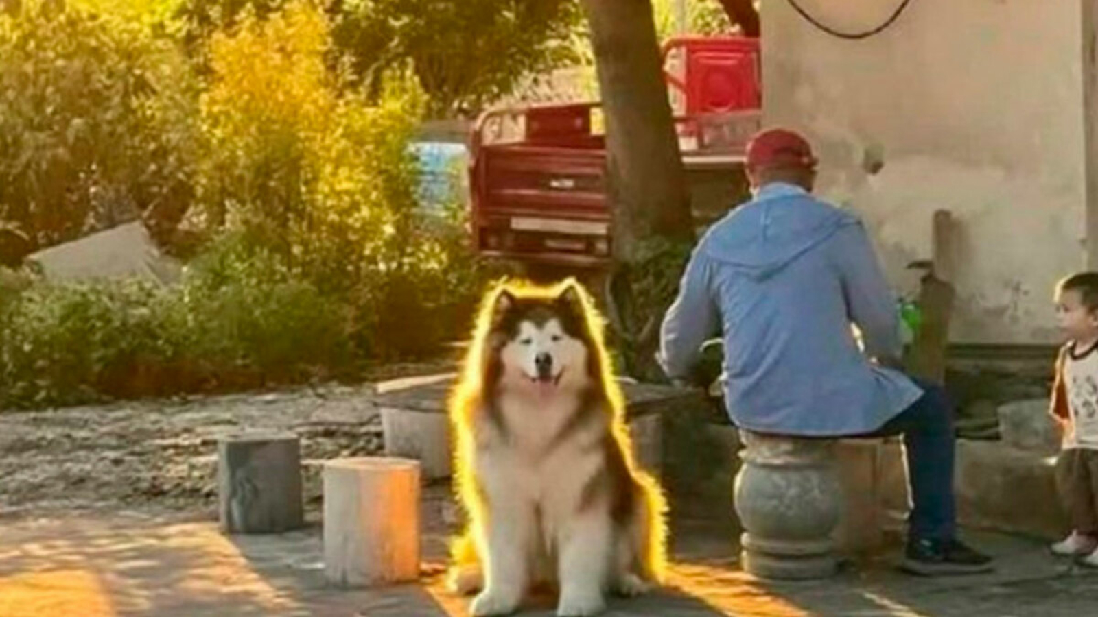 12 dirljivih trenutaka s interneta koji će vam vratiti vjeru u ljude