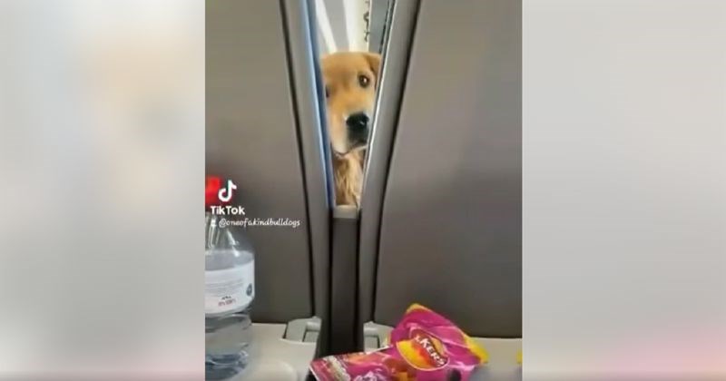 Cijeli let na sjedalu ispred ovog tipa sjedio je pas, ovo je najslađi video koji ćete danas vidjeti