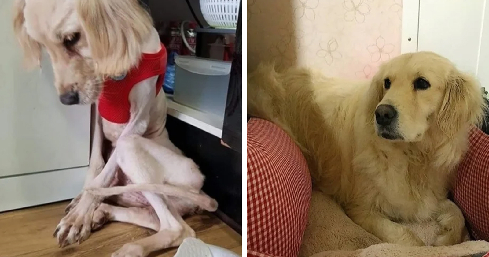 15 nevjerojatnih transformacija ljubimaca koji su dobili drugu priliku za ljubav