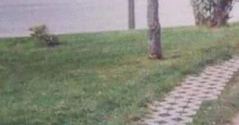 Fotka jedne šetnice iz Srbije danima kruži regijom, odmah će vam biti jasno zašto je hit