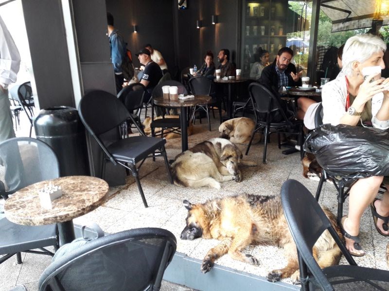 Ulični psi i ljudi zajedno čekaju da oluja prođe tijekom jake kiše i poplava u Istanbulu