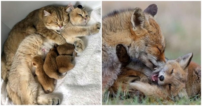 20 predivnih fotki životinja i njihove mladunčadi koje nikoga neće ostaviti ravnodušnim