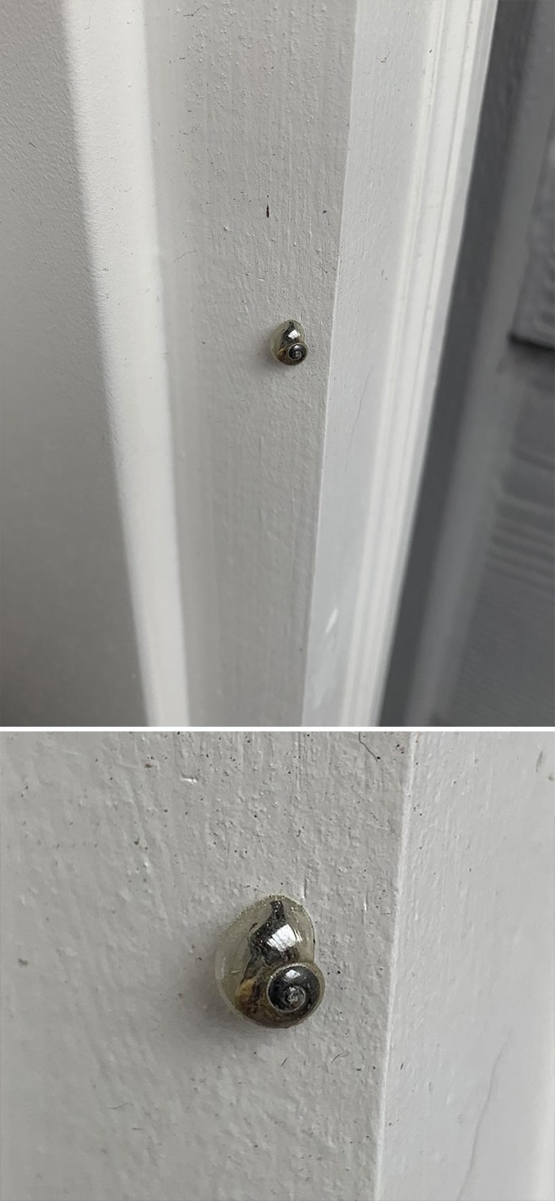 Puž s prozirnom kućicom